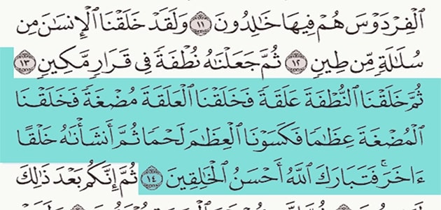 مراحل نمو الجنين في القرآن الكريم سورة المؤمنون